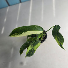 Load image into Gallery viewer, #R16 Philodendron Jose Buono