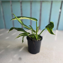 Load image into Gallery viewer, #R16 Philodendron Jose Buono