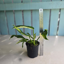 Load image into Gallery viewer, #R16 Philodendron Jose Buono