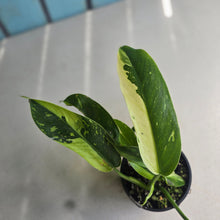 Load image into Gallery viewer, #R16 Philodendron Jose Buono
