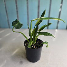 Load image into Gallery viewer, #R16 Philodendron Jose Buono