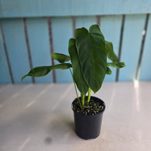 Load image into Gallery viewer, #RD26 Two x Headed Philodendron Tenue