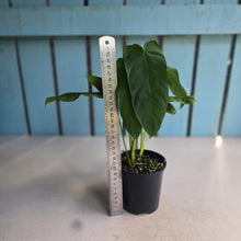 Load image into Gallery viewer, #RD26 Two x Headed Philodendron Tenue