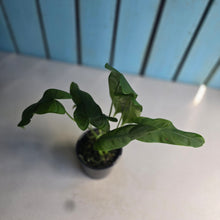 Load image into Gallery viewer, #RD26 Two x Headed Philodendron Tenue