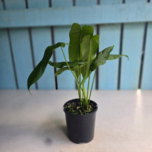 Load image into Gallery viewer, #RD26 Two x Headed Philodendron Tenue