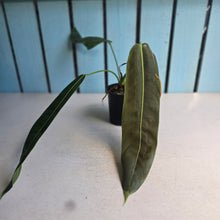 Load image into Gallery viewer, #D118 Philodendron Patriciae