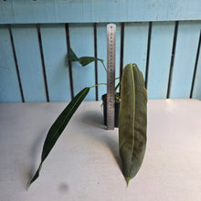 Load image into Gallery viewer, #D118 Philodendron Patriciae