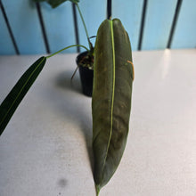 Load image into Gallery viewer, #D118 Philodendron Patriciae