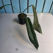 Load image into Gallery viewer, #D118 Philodendron Patriciae