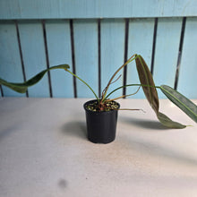 Load image into Gallery viewer, #D118 Philodendron Patriciae