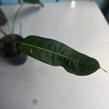 Load image into Gallery viewer, #D118 Philodendron Patriciae