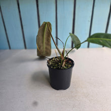 Load image into Gallery viewer, #D118 Philodendron Patriciae