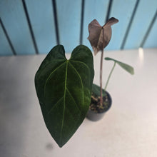 Load image into Gallery viewer, #D11 Anthurium NOID