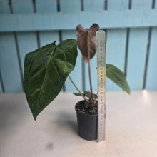 Load image into Gallery viewer, #D11 Anthurium NOID