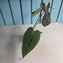 Load image into Gallery viewer, #D11 Anthurium NOID