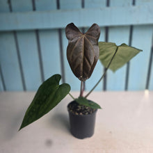 Load image into Gallery viewer, #D11 Anthurium NOID