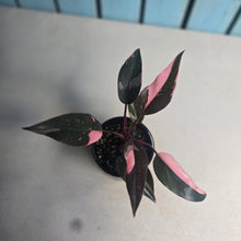Load image into Gallery viewer, #D105 Philodendron Pink Princess