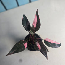 Load image into Gallery viewer, #D105 Philodendron Pink Princess