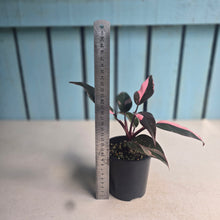 Load image into Gallery viewer, #D105 Philodendron Pink Princess