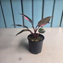 Load image into Gallery viewer, #D105 Philodendron Pink Princess