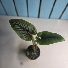 Load image into Gallery viewer, #D15 Philodendron Serpens