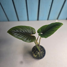 Load image into Gallery viewer, #D15 Philodendron Serpens