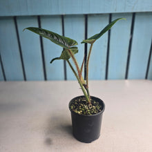 Load image into Gallery viewer, #D15 Philodendron Serpens