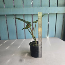 Load image into Gallery viewer, #D15 Philodendron Serpens