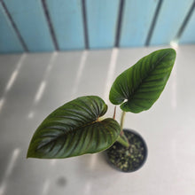Load image into Gallery viewer, #D15 Philodendron Serpens