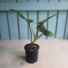 Load image into Gallery viewer, #D15 Philodendron Serpens
