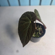 Load image into Gallery viewer, #RD38 Begonia Burkillii Dark Form