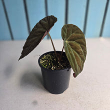 Load image into Gallery viewer, #RD38 Begonia Burkillii Dark Form