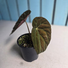 Load image into Gallery viewer, #RD38 Begonia Burkillii Dark Form