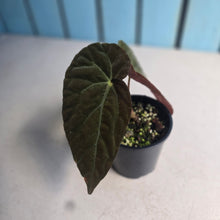 Load image into Gallery viewer, #RD38 Begonia Burkillii Dark Form