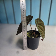 Load image into Gallery viewer, #RD38 Begonia Burkillii Dark Form