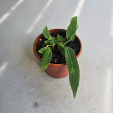 Load image into Gallery viewer, #R8 Two x Anthurium Pallidiflorum Seedlings