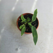 Load image into Gallery viewer, #R8 Two x Anthurium Pallidiflorum Seedlings