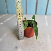 Load image into Gallery viewer, #R8 Two x Anthurium Pallidiflorum Seedlings