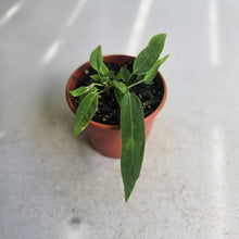 Load image into Gallery viewer, #R8 Two x Anthurium Pallidiflorum Seedlings