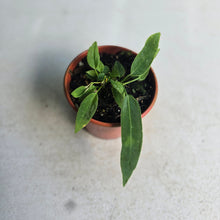 Load image into Gallery viewer, #R8 Two x Anthurium Pallidiflorum Seedlings