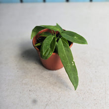 Load image into Gallery viewer, #R45 Two x Anthurium Pallidiflorum Seedlings