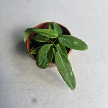 Load image into Gallery viewer, #R45 Two x Anthurium Pallidiflorum Seedlings