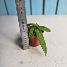 Load image into Gallery viewer, #R45 Two x Anthurium Pallidiflorum Seedlings