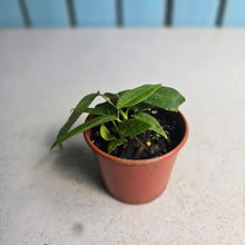 Load image into Gallery viewer, #R45 Two x Anthurium Pallidiflorum Seedlings