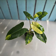 Load image into Gallery viewer, #D76 Variegated Philodendron Burle Marx