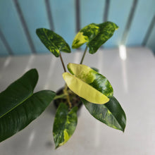 Load image into Gallery viewer, #D76 Variegated Philodendron Burle Marx