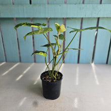 Load image into Gallery viewer, #D76 Variegated Philodendron Burle Marx