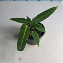 Load image into Gallery viewer, #RS1 Anthurium Warocqueanum