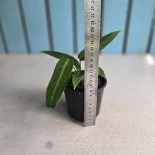 Load image into Gallery viewer, #RS1 Anthurium Warocqueanum