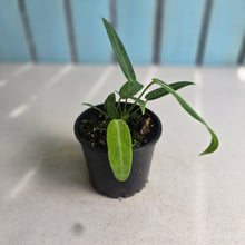 Load image into Gallery viewer, #RS1 Anthurium Warocqueanum